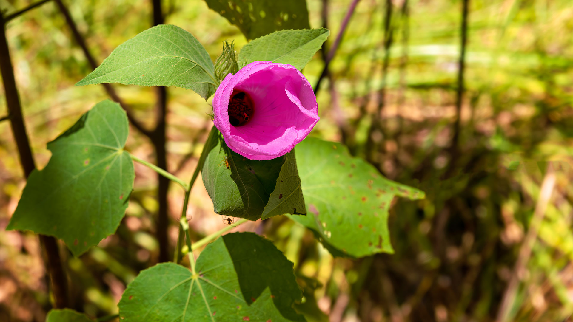 Kakadu National Park - Gubara Pools Walk